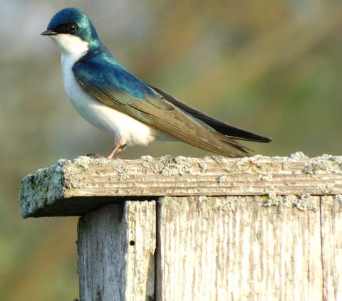 A tree swallow perched on top of a nest box at Black River Landing, Lorain.