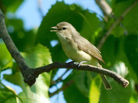 A warbling vireo perched on a dead tree branch in a tree at Black River Landing, Lorain.