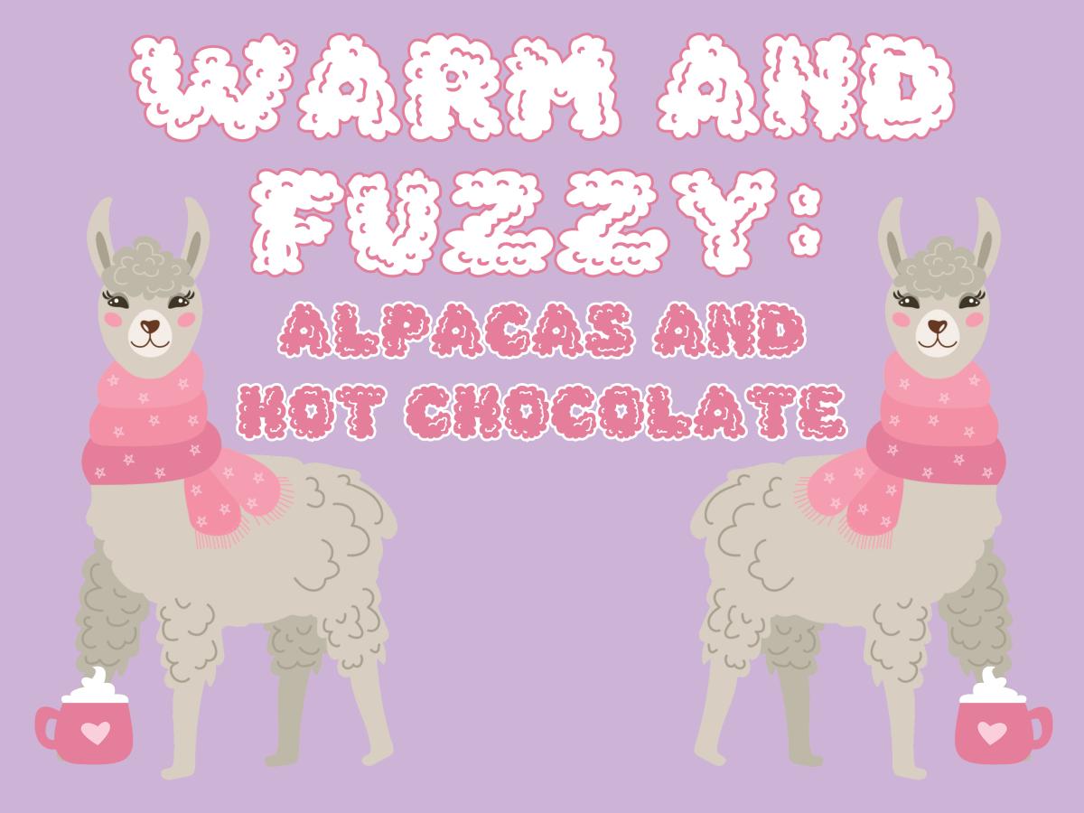 Warm & Fuzzy: Alpacas and Hot Chocolate